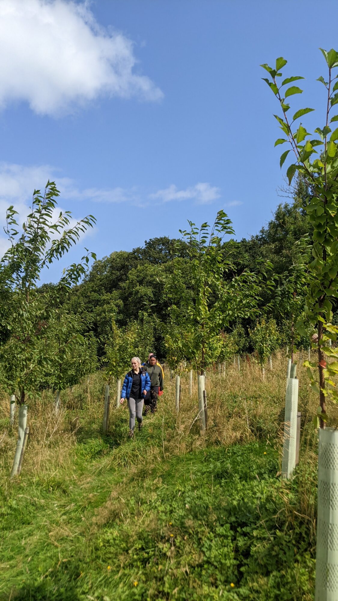 3 members of the Halston B2B team walking through newly planted trees in Bank Wood
