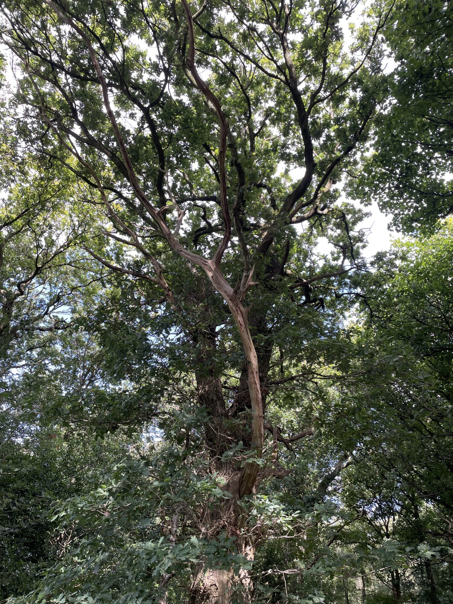 Tree canopy in Bank Wood