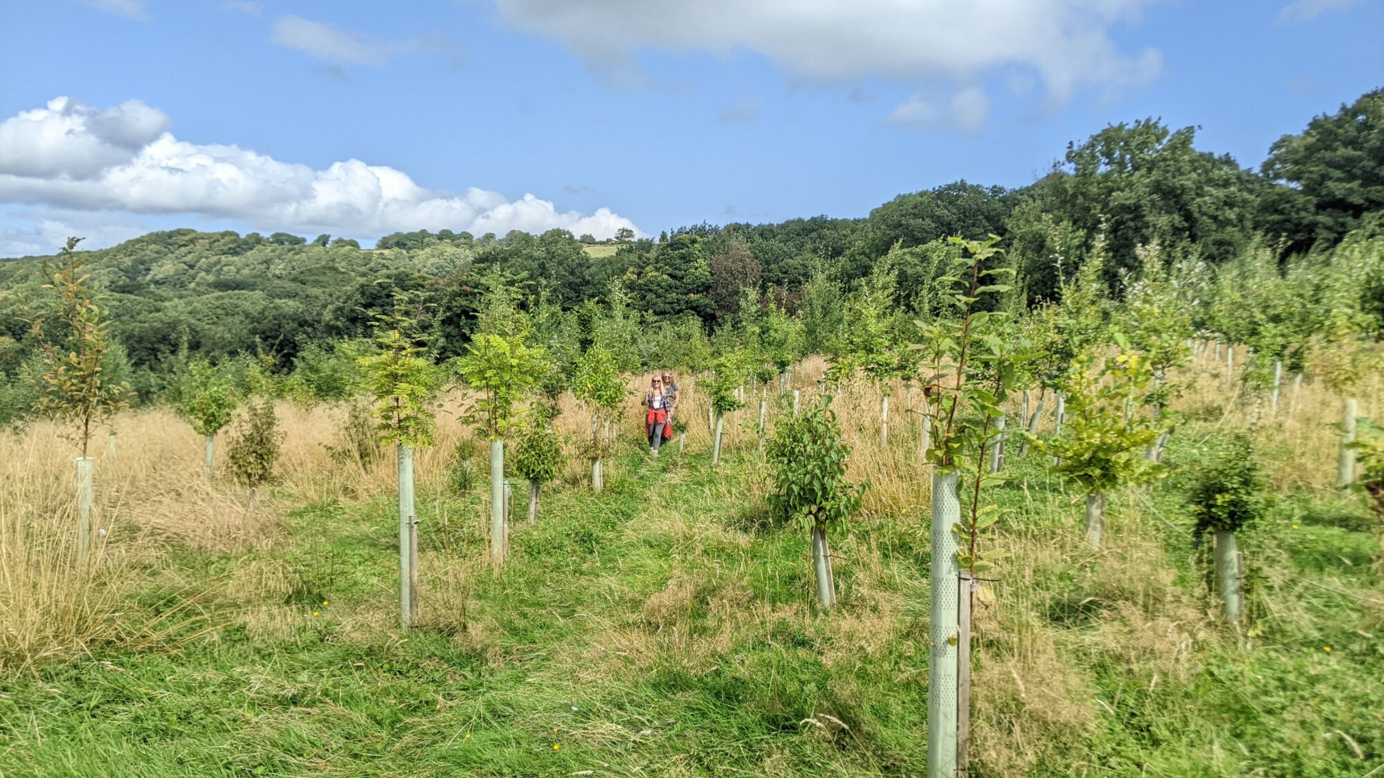 1 member of the Halston B2B team and 1 member of the Make It Wild team walking through newly planted trees in Bank Wood